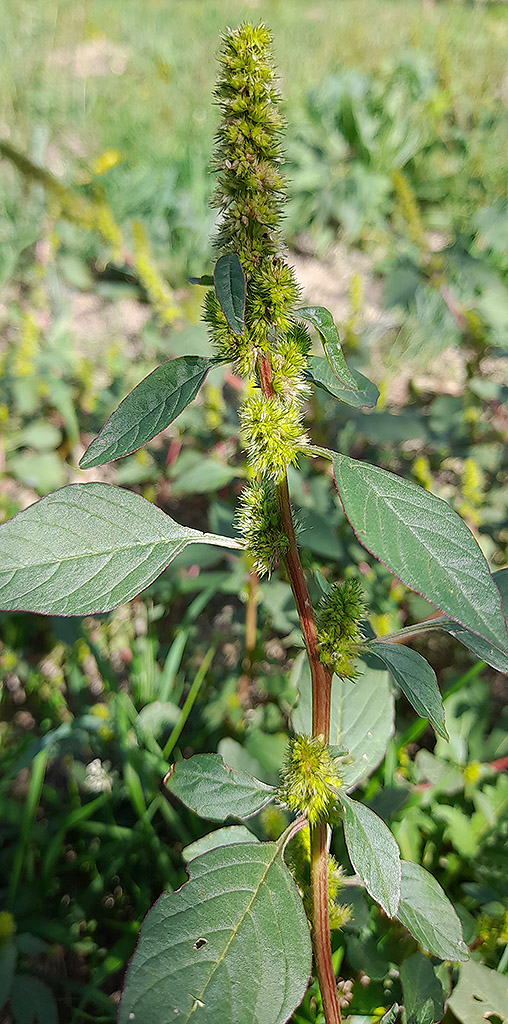 Amaranthus sp.